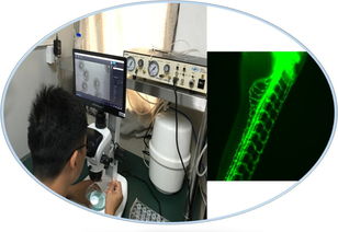 生物技術(shù)推廣服務(wù) 前景廣闊、待遇優(yōu)厚的“筍工”新選擇